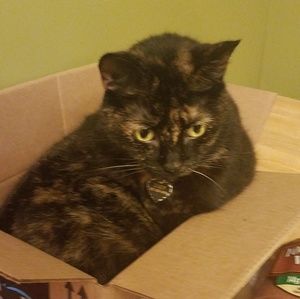 Meet your Posher, Cheyenne